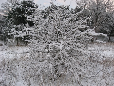 la neige