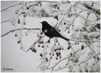 sous la neige