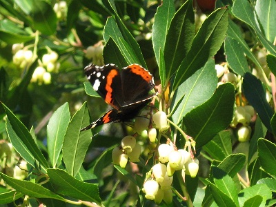 Venasque