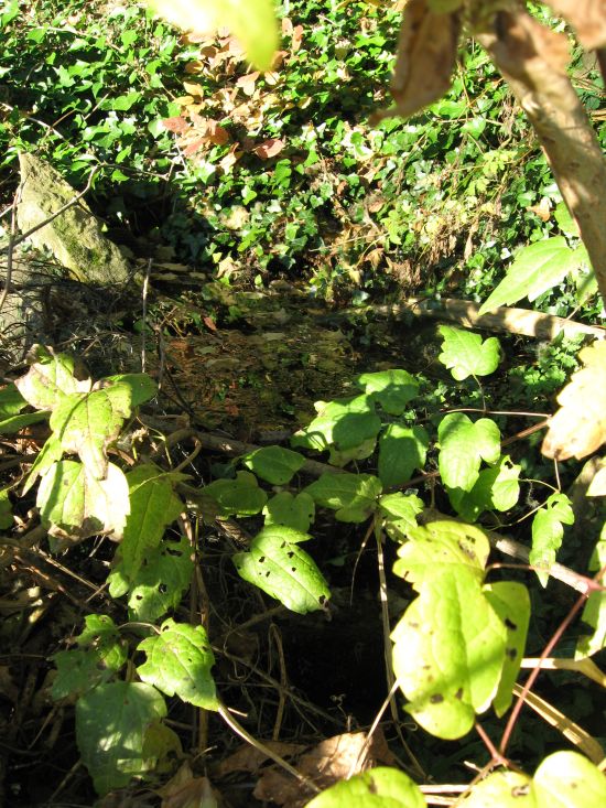 La source de la Nesque